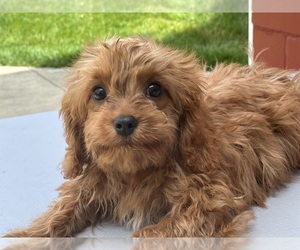 Cavapoo (Miniature) Puppy for sale in DUNDEE, OH, USA