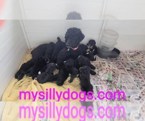 Full screen Photo #2 Bernedoodle Puppy For Sale in PAONIA, CO, USA