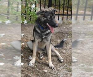 Helga - Female German Shepherd Dog-Unknown Mix Dog for Adoption - Photo #7
