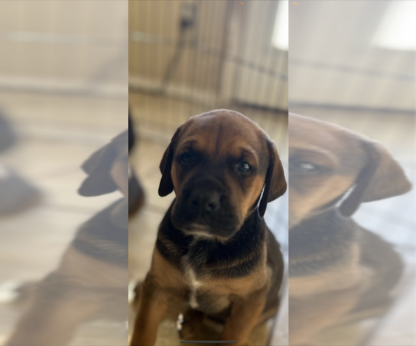 Medium Photo #1 Mastiff Puppy For Sale in MANVEL, TX, USA