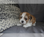 Puppy Blaze Mal-Shi