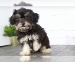 Small Photo #1 Maltipoo Puppy For Sale in RED LION, PA, USA