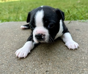 Boston Terrier Puppy for sale in GARFIELD, AR, USA