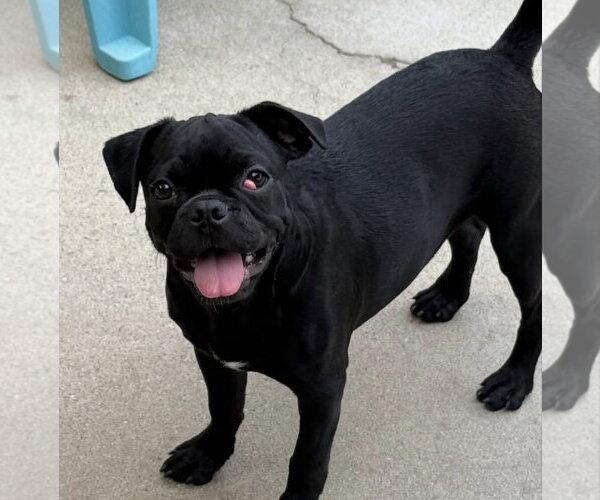 Medium Photo #2 Pug-Unknown Mix Puppy For Sale in San Diego, CA, USA