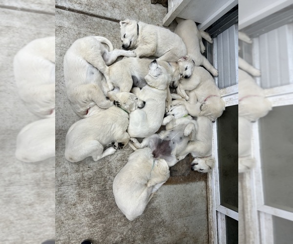 Medium Photo #9 Golden Retriever Puppy For Sale in WILTON, CA, USA