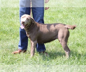 Mother of the Labrador Retriever puppies born on 07/17/2025