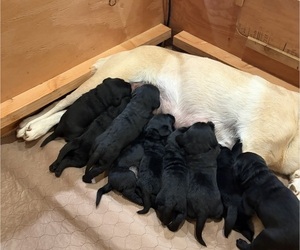 Labrador Retriever Puppy for sale in ONALASKA, WA, USA