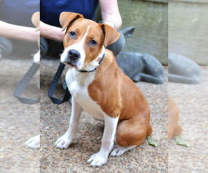 Mutt Dogs for adoption in Enfield, CT, USA