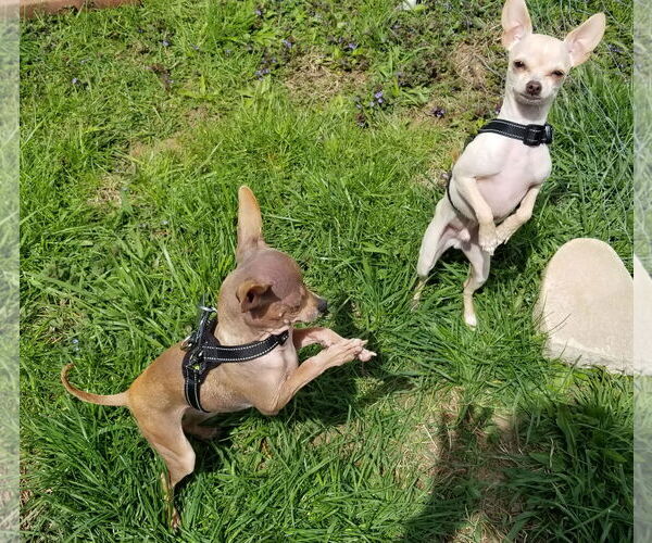 Medium Photo #17 Chihuahua Puppy For Sale in Oakhurst, NJ, USA