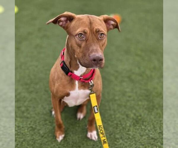 Medium Photo #2 Mutt Puppy For Sale in Las Vegas, NV, USA