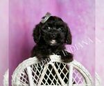 Small #5 Cavapoo (Miniature)