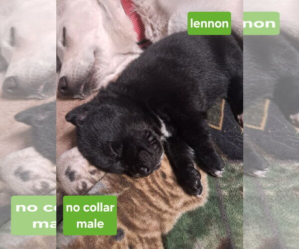 Medium Photo #2 Shepradors Puppy For Sale in Princeton, MN, USA