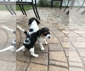 Beagle Puppy for Sale in BAYSIDE, New York USA