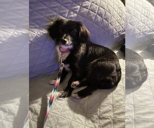 Dachshund-Unknown Mix Dogs for adoption in Missouri City, TX, USA