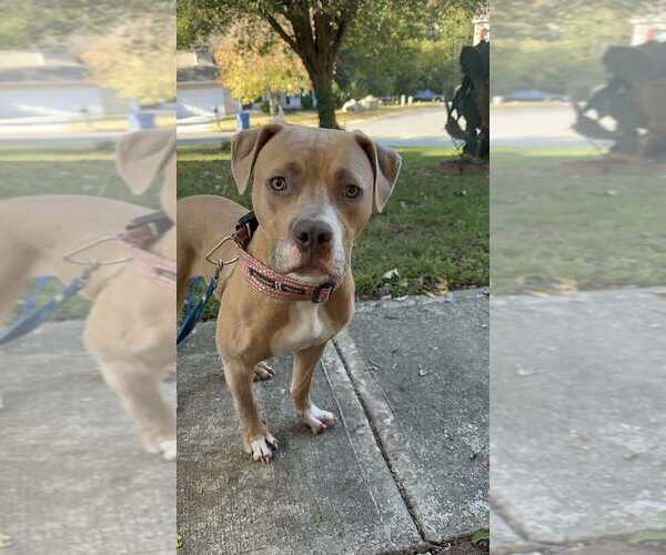 Medium Photo #1 American Pit Bull Terrier-Unknown Mix Puppy For Sale in garner, NC, USA