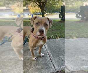 American Pit Bull Terrier-Unknown Mix Dogs for adoption in garner, NC, USA