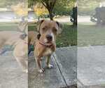 Small American Pit Bull Terrier Mix