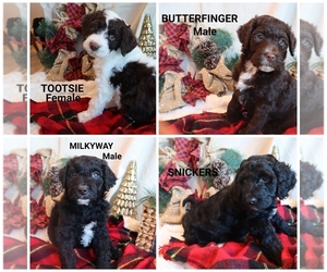 Aussiedoodle Puppy for sale in MEXICO, NY, USA