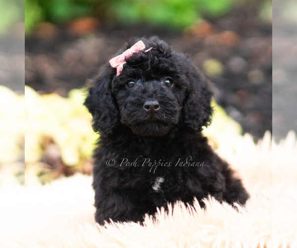 Medium Photo #2 Maltipoo (Miniature) Puppy For Sale in WARSAW, IN, USA