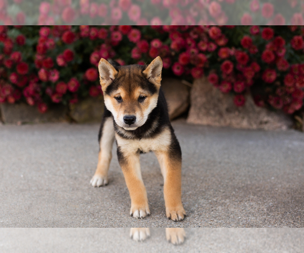 Medium Photo #4 Shiba Inu Puppy For Sale in MILLERSBURG, IN, USA
