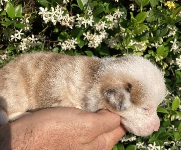 Medium Photo #8 American Corgi Puppy For Sale in BRANDON, FL, USA