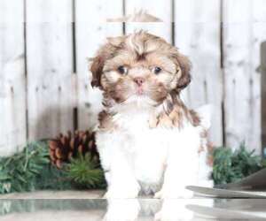 Zuchon Puppy for sale in MOUNT VERNON, OH, USA