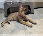 Puppy Pink collar German Shepherd Dog