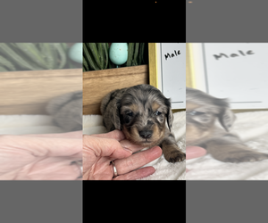 Dachshund Puppy for sale in NILES, MI, USA