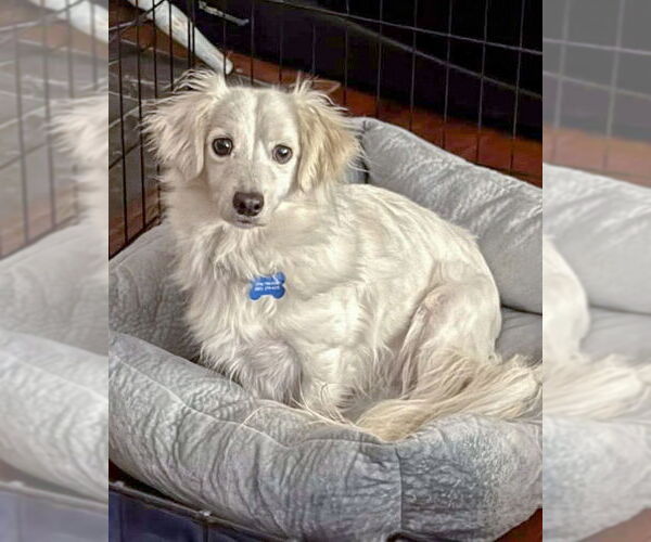 Medium Photo #5 Colonial Cocker Spaniel-Papillon Mix Puppy For Sale in Corona, CA, USA