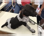 Small Photo #2 German Shorthaired Pointer Puppy For Sale in ARKANSAS CITY, KS, USA