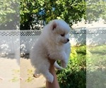 Small Photo #7 Pomeranian Puppy For Sale in CITRUS HEIGHTS, CA, USA