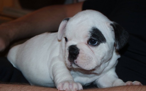 Medium Photo #2 French Bulldog Puppy For Sale in GAINESVILLE, GA, USA