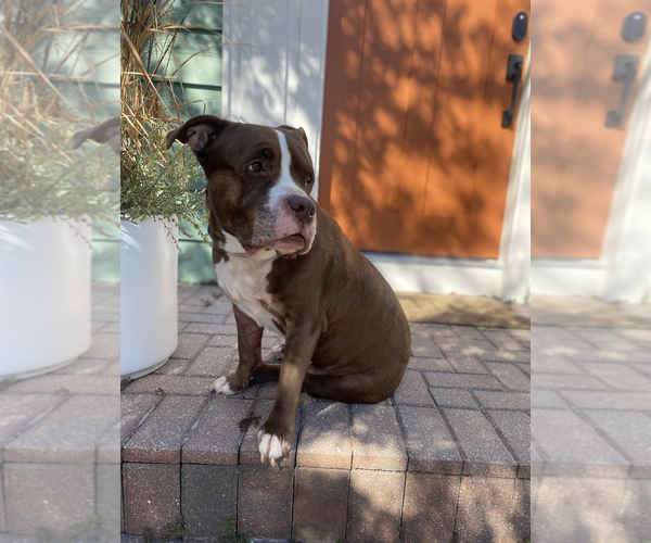Medium Photo #4 Mutt Puppy For Sale in Rockville, MD, USA