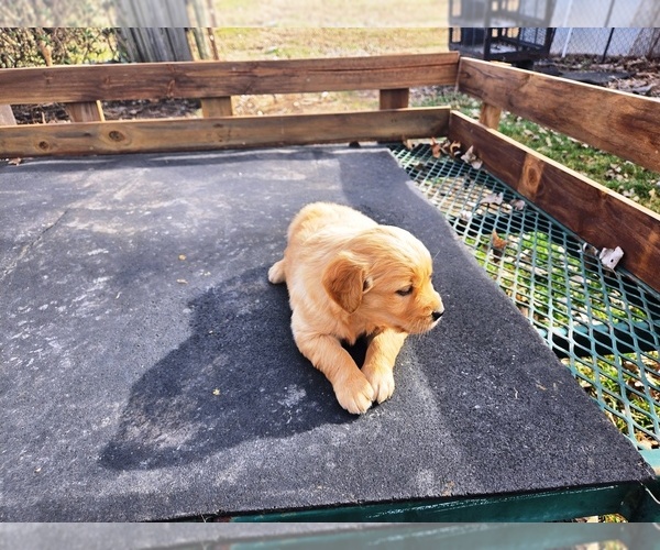 Medium Photo #1 Golden Retriever Puppy For Sale in LEON, KS, USA