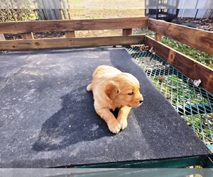 Golden Retriever Puppy for sale in LEON, KS, USA