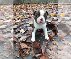 Boston Terrier Dog for Adoption in HICKORY, North Carolina USA