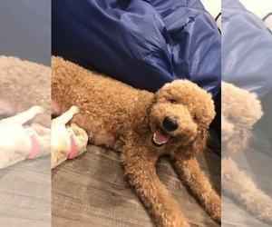 Mother of the Goldendoodle puppies born on 02/19/2019