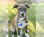 Small #2 American Pit Bull Terrier Mix