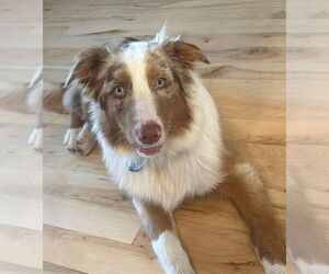 Australian Shepherd Dogs for adoption in Claremore, OK, USA