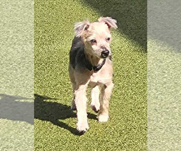 Medium Photo #2 Mutt Puppy For Sale in Raleigh, NC, USA
