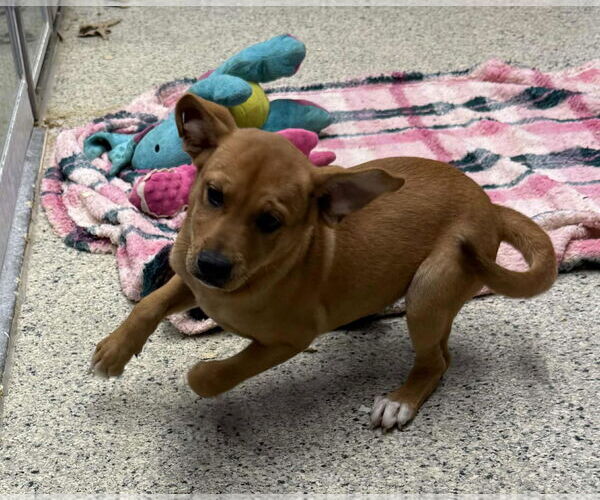 Medium Photo #2 Boxer-Unknown Mix Puppy For Sale in Mechanicsburg, PA, USA