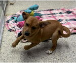 Small #1 Boxer Mix