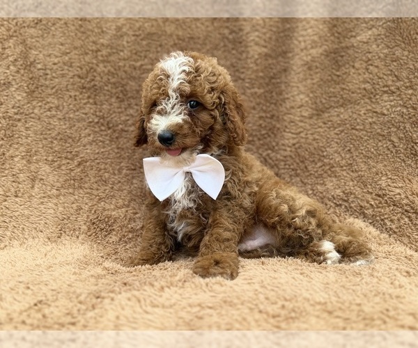 Medium Photo #5 Goldendoodle (Miniature) Puppy For Sale in LAKELAND, FL, USA