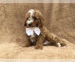 Lane - Male Goldendoodle (Miniature) Puppy for Sale - Photo #5