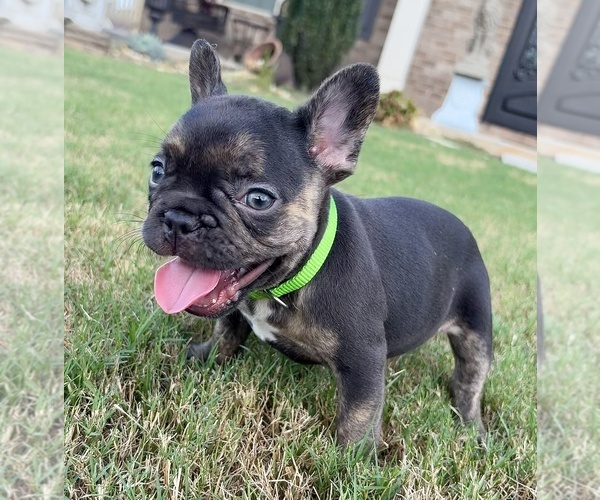 Medium Photo #3 French Bulldog Puppy For Sale in SNELLVILLE, GA, USA