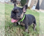 Shelby - Female French Bulldog Puppy for Sale - Photo #3