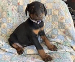 Small Photo #2 Doberman Pinscher Puppy For Sale in BRISTOL, CT, USA