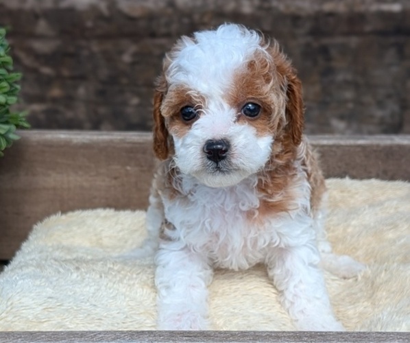 Medium Photo #9 Cavapoo (Miniature) Puppy For Sale in GOSHEN, IN, USA