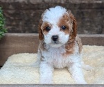 Small Photo #48 Cavapoo (Miniature) Puppy For Sale in GOSHEN, IN, USA