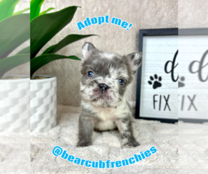 French Bulldog Puppy for sale in FRANKLIN, IN, USA